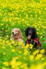 dog in the grass