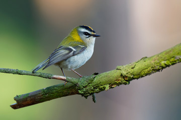 Firecrest - Regulus ignicapilla with the yellow crest singing in the dark forest, small european...