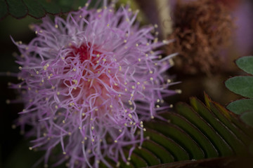 A hairy reacting flower.