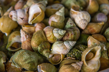 Fresh snails in Paris restaurant