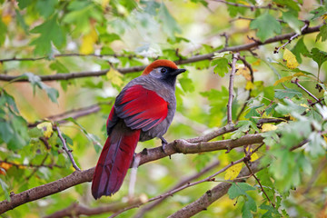 Red-tailed Laughingthrush