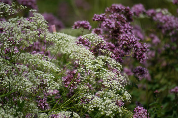 Obraz premium In summer, white, lilac wildflowers and various herbs in the meadow. Summer medicinal plants.