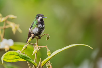 Green Thorntail - Discosura conversii, beautiful green and white hummingbird from western Andean slopes, Mindo, Ecuador.
