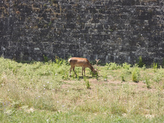 Deer in the Citadel of Jaca. Pyrenees of Huesca. Aragon. Spain