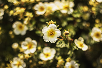 On a blurred background, a white-yellow flower on a background of bokeh flowers. Selective focus