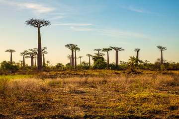 Beautiful Baobab trees at sunset at the avenue of the baobabs in Madagascar