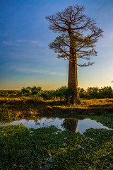 Beautiful Baobab trees at sunset at the avenue of the baobabs in Madagascar
