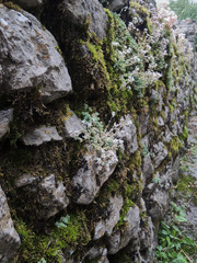 Flowers on a stone wall in Nerin. National Park of Ordesa and Monte Perdido in the Pyrenees of the province of Huesca. Aragon. Spain