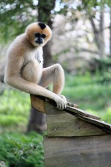 Gibbon blanc