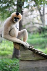 Obraz premium Gibbon blanc