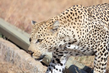 Leopard crossing road