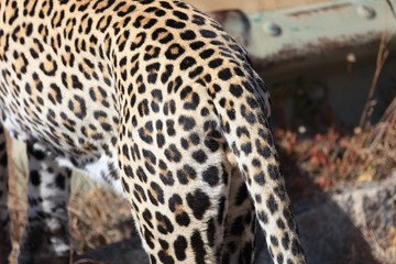 Leopard skin close up