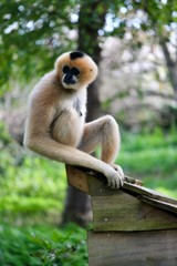 Gibbon blanc