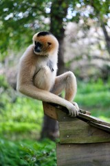 Gibbon blanc