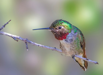 broad-tailed hummingbird feeding at a flower