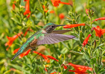 broad-tailed hummingbird feeding at a flower