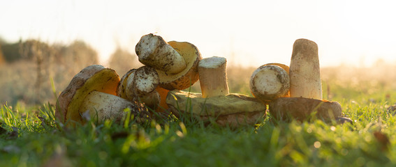 the bunch of some collected fresh mushrooms lying on the grass in the forest,
