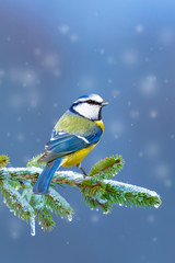 Winter and birds. Blue nature background.