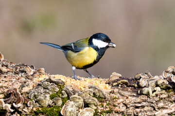 Cinciallegra