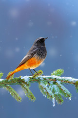 Winter and birds. Blue nature background.