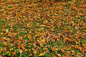 Dry maple leaves falling on the floor in the backyard.