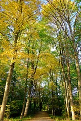 Walk into a forest covered by high trees with yellowing leaves in Fall or Autumn.