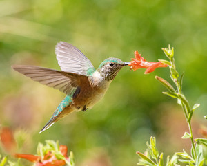Fototapeta na wymiar broadtail hummingbird feeding at a flower