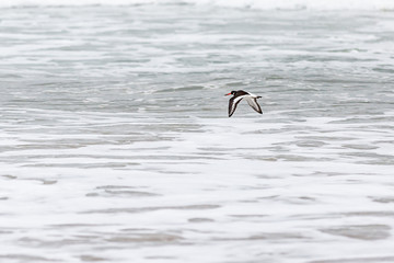 Fototapeta premium Oyster Catcher in Flight