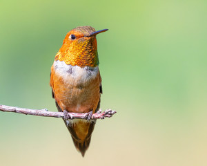 Rufous hummingbird perched on a branch