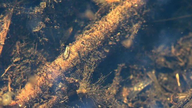 Crustaceans and chironomids underwater. Sigara striata, Hesperocorixa, Corixidae is of aquatic insects in order Hemiptera