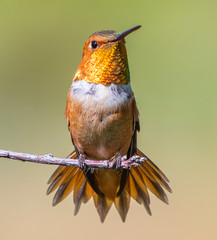 Rufous hummingbird perched on a branch © Lowell