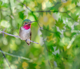 Broadtail hummingbird perched on a branch