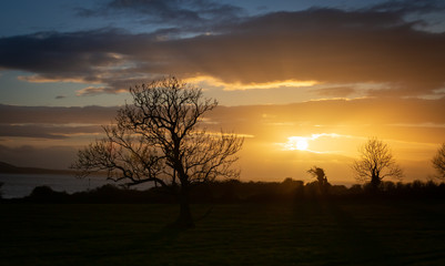 Sunset Tree County Sligo Ireland
