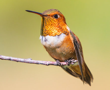 Rufous hummingbird perched on a branch