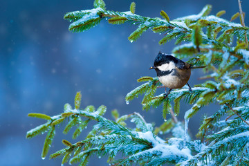 Winter and nature. Cute little bird. Blue nature background.
