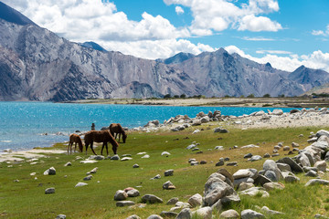 Fototapeta na wymiar Ladakh, India - Aug 05 2019 - Horse at Pangong Lake view from Between Spangmik and Maan in Ladakh, Jammu and Kashmir, India.