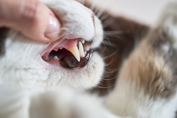 Checking Teeth Of Cat Close Up Shot 