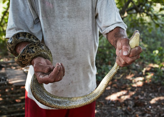 hands of man holding snake 