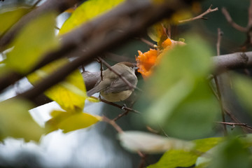 Capinera che mangia un caco