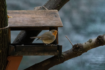 Pettirosso seduto sulla mangiatoia
