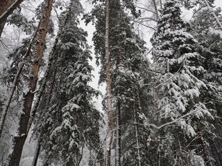 Trees with snow in winter park, snow-covered winter forest