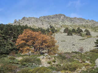 Autumn in the valley of La Barranca in the Sierra de Guadarrama National Park. Madrid's community. Spain