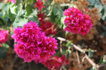 Catawba Rhododendron (Rhododendron catawbiense) in botanic garden at Israel. Kalanchoe flower with green leafs Red cockscomb flower, Chinese Wool flower, with green leaves.