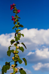 flowers on background of blue sky