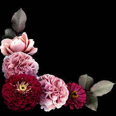 Pink roses and dark red zinnia isolated on black background. Floral arrangement, bouquet of garden...