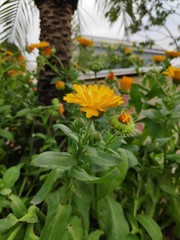 yellow flowers in the garden