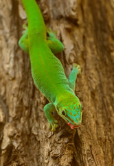 green gecko on a tree stem sticking tongue out
