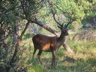 A deer in the Natural Park of the Sierra de Cazorla, Segura and Las Villas. In Jaén, Andalusia. Spain