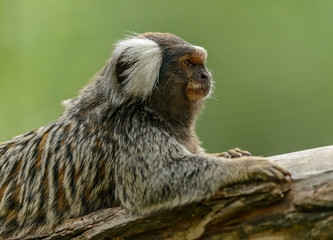common marmoset monkey portrait from profile