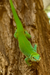 green gecko on a tree stem looking at you
